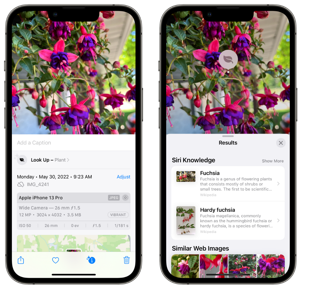 承留镇苹果手机维修分享小技巧：使用 iPhone 相机识别花卉植物 